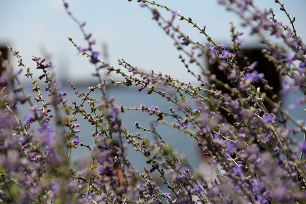 Battery Park
